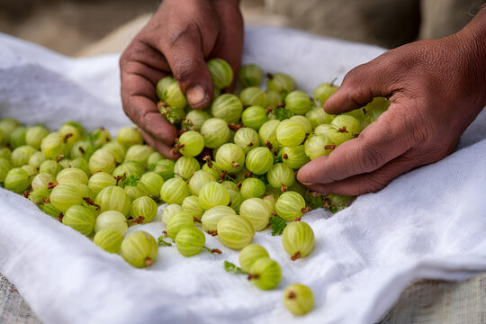 Harvesting Fresh Gooseberries Hands Sorting Green Fruit on White Cloth