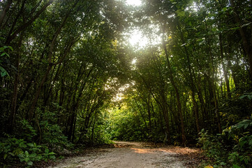 Tranquil forest path with dense green canopy and dappled sunlight, creating a peaceful setting perfect for eco tourism, nature retreats, and serene woodland scenes in tropical regions