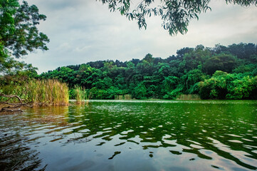 Calm lake surrounded by lush green trees and reeds, with clear sky reflections on the water surface. Ideal for tranquil nature backgrounds, eco tourism themes, and peaceful outdoor scenes
