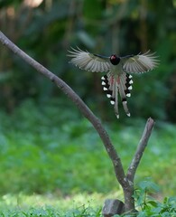 The Sarikadong bird, or as Thai people call it, the Khun Plan bird, lives naturally in the forests...