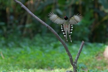 The Sarikadong bird, or as Thai people call it, the Khun Plan bird, lives naturally in the forests of Thailand.