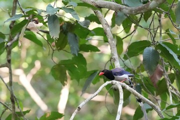 The Sarikadong bird, or as Thai people call it, the Khun Plan bird, lives naturally in the forests of Thailand.