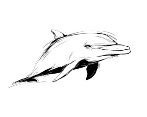 Ink sketch of a dolphin leaping from the water.  Elegant lines capture marine life
