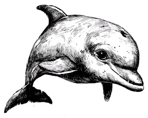 Ink sketch of a dolphin