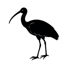 Black Headed Ibis Bird Outline Art