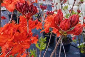 Vibrant azalea blossoms in full bloom at Azalea Parkfeuer during spring season