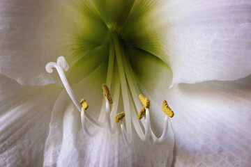 White amaryllis flowers with delicate details, close-up