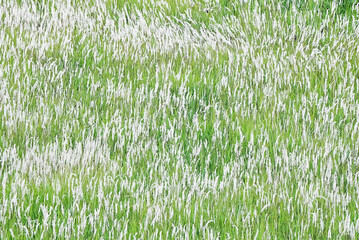green grass field