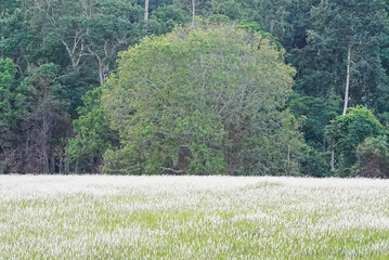 green grass field