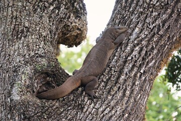 Land Monitor in Yala National Park, Sri Lanka