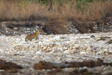 Indian leopard crossing river 