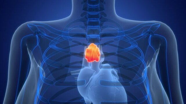 Human Body Glands Thymus Gland Anatomy Animation Concept
