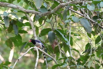 The Sarikadong bird, or as Thai people call it, the Khun Plan bird, lives naturally in the forests...