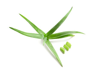 Aloe vera plant isolated on white background