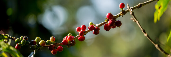 Farmer concept harvest fruit ripe coffee seed robusta arabica berry close up fresh green leaf bean...