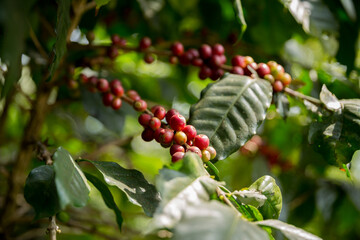 Farmer concept harvest fruit ripe coffee seed robusta arabica berry close up fresh green leaf bean...