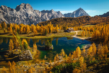 Yellow larches on the lake shore, lake Federa, Dolomites