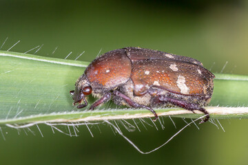 Brown Flower Beetle (Glycyphana stolata) - Dorsal View on Green Blade