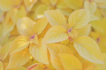 コリウスの鮮やかな黄色の葉