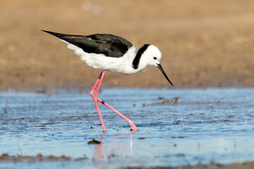 Pied Stilt Standing in Calm Estuary Water (Himantopus leucocephalus)
