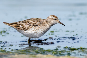 Small Brown Wader Probing Mudflat - Sharp-Tailed Sandpiper (Calidris acuminata)
