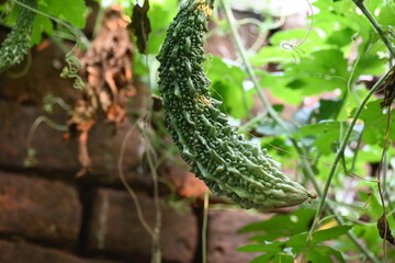 Momordica charantia. Its other common  names  bitter melon, bitter gourd, karela, bitter squash,...