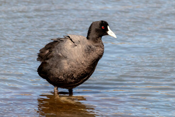 Side View of a Eurasian Coot in Natural Wetland Habitat 