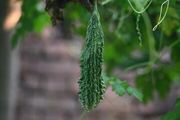 Momordica charantia. Its other common &nbsp;names  bitter melon, bitter gourd, karela, bitter squash, momordica and balsam pear. Its originated in India. Creeper vegetable.
