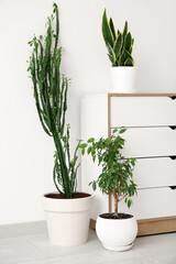 Big cactus with houseplants and commode near white wall in room