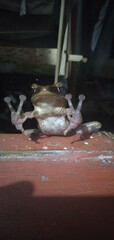 A fascinating nighttime view of a tree frog from below, showing its speckled underbelly and...