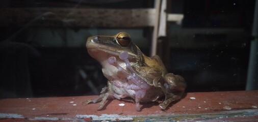 Frog’s Close-Up A Look into the Amphibian's World