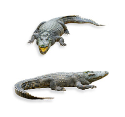 The two image in two action of breeder or stud crocodile (Crocodylus siamensis) isolated on white background with clipping path