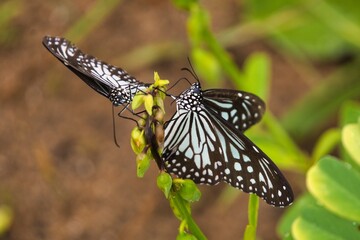 Glassy Tigers in Yala National Park, Sri Lanka