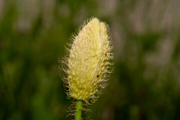 Obraz premium Macro of Unopened Poppy Bud – Hairy Yellow-Green Papaver Flower Pod in Early Stage of Blooming with Soft Natural Background