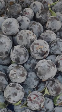 Fresh plums gathered at a sunny orchard this summer