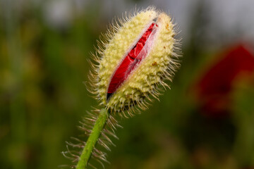 Emerging Poppy Bloom – Close-Up of a Red Petal Breaking Through the Spiky Green Bud Shell in Early Flower Opening Stage