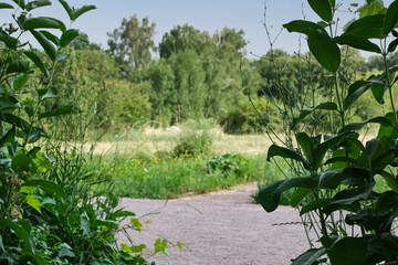 Summer Nature Trail Surrounded by Green Foliage