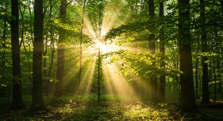 Fototapeta premium Sunlight streams through a dense forest