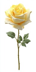Pale Yellow Rose Close Up Elegant Single Bloom on White