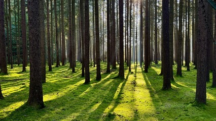 Sunbeams and Long Shadows in a Moss-Covered Pine Forest at Dawn