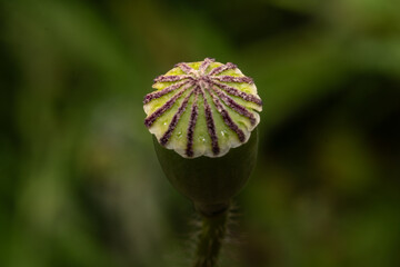 Macro Image of Poppy Seed Pod – Radiating Pattern on the Fruit Top, Natural Symmetry and Life...