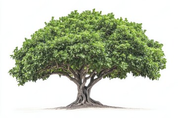 Front view of fig tree isoleted on white background