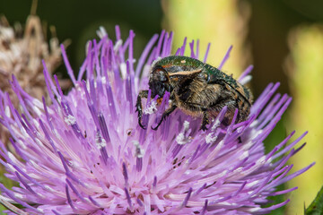 Taiwan small green beetle, Gametis forticula formosana colecting nectar from a flower