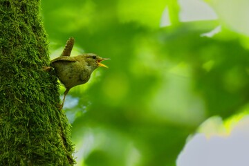 bird on a tree © Karol