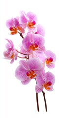 Pink Orchid Blooms on White Background
