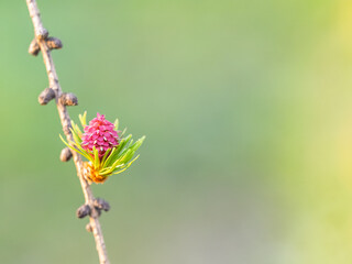 Larch tree fresh pink cones blossom at spring on nature background