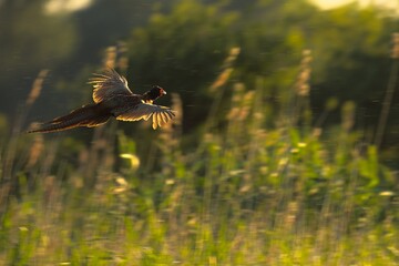 common buzzard in flight