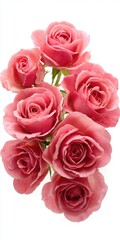 Obraz premium Pink Roses Bouquet Water Droplets on Delicate Petals, White Background