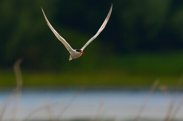 seagull in flight