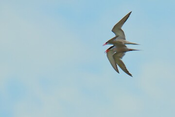 seagull in flight